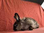 Adopt Holly (Jasper) a Grey/Silver Lionhead / Mixed rabbit in Holiday