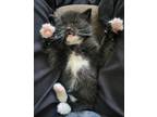 Adopt Washington a Domestic Shorthair cat in Toledo, OH (41504845)