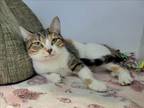 Adopt PENNY FUZZBOTTOMS a Domestic Short Hair