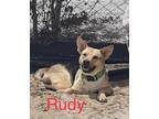 Adopt Rudy a Tan/Yellow/Fawn - with Black German Shepherd Dog / Mixed dog in