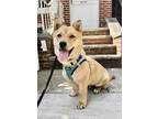 Adopt Sonny a Jindo dog in LONG ISLAND CITY, NY (41504841)