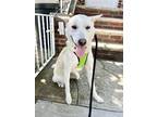 Adopt Pie a Jindo dog in LONG ISLAND CITY, NY (41504840)