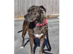 Adopt Ana a Brindle Terrier (Unknown Type, Medium) / Mixed dog in King of