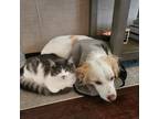 Adopt Bean a Gray or Blue Domestic Longhair / Mixed (medium coat) cat in Coto de