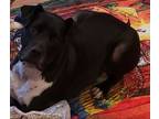 Adopt Danny a Black - with White American Pit Bull Terrier / Labrador Retriever