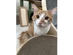 Adopt Nemo a Orange or Red Tabby Tabby / Mixed (short coat) cat in Alhambra