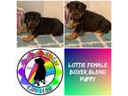 Adopt Lottie a Black - with Tan, Yellow or Fawn Boxer / Mixed dog in Carnegie