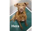 Adopt HERA a Pit Bull Terrier, Mixed Breed