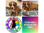 Adopt Tyson a Red/Golden/Orange/Chestnut - with White Boxer / Mixed dog in