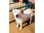 Adopt Daisy Mae a White - with Red, Golden, Orange or Chestnut Terrier (Unknown