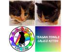 Adopt Teagan a Calico or Dilute Calico Calico (short coat) cat in Carnegie