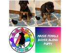 Adopt Maisie a Black - with Tan, Yellow or Fawn Boxer / Mixed dog in Carnegie