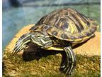 Adopt Surf a Turtle - Water reptile, amphibian, and/or fish in San Diego