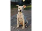 Adopt brooke a White Chiweenie / Maltipoo / Mixed dog in San Diego