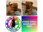 Adopt Bonnie a Tan/Yellow/Fawn - with Black Boxer / Mixed dog in Carnegie
