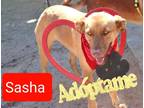 Adopt Sasha a Tan/Yellow/Fawn Labrador Retriever / Weimaraner / Mixed dog in