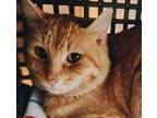 Adopt Floyd a Domestic Shorthair / Mixed cat in Castlegar, BC (41504783)