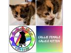 Adopt Callie a Calico or Dilute Calico Calico (short coat) cat in Carnegie