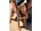 Adopt Cocoa a Brown/Chocolate - with Tan Doberman Pinscher / Mixed dog in