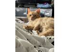 Adopt Parmesan a Orange or Red Domestic Shorthair / Mixed (short coat) cat in