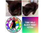 Adopt Toby a Black (Mostly) Tabby (short coat) cat in Carnegie, OK (41504778)