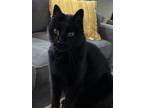 Adopt Ari a All Black Domestic Shorthair / Mixed (short coat) cat in