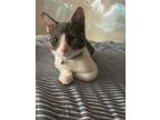 Adopt Billy a Gray or Blue Domestic Shorthair / Mixed (short coat) cat in
