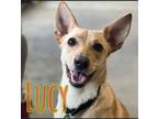 Adopt Lucy a Tan/Yellow/Fawn Rat Terrier / Mixed dog in Brighton, MI (41118422)