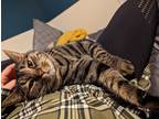 Adopt Hazel a Brown Tabby American Shorthair / Mixed (short coat) cat in