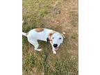 Adopt Delilah a White - with Brown or Chocolate Catahoula Leopard Dog /