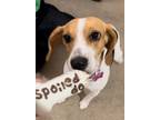 Adopt Luna a Tricolor (Tan/Brown & Black & White) Beagle / Mixed dog in Mather