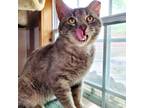Adopt Collins a Gray, Blue or Silver Tabby Domestic Mediumhair cat in Knoxville