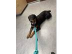 Adopt Abby a Black - with Tan, Yellow or Fawn Rottweiler / Mixed dog in Clifton