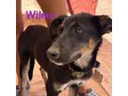 Adopt Wilma a Black - with Brown, Red, Golden, Orange or Chestnut Australian