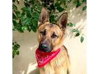 Adopt MURPHY a Brown/Chocolate - with Black German Shepherd Dog / Mixed dog in