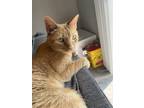 Adopt Morton a Orange or Red Domestic Shorthair / Mixed (short coat) cat in