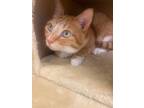 Adopt Niko a Orange or Red Tabby / Mixed (short coat) cat in Las Vegas