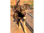 Adopt Violet a Brown/Chocolate - with Tan Doberman Pinscher / Mixed dog in
