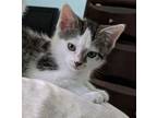 Adopt Tortellini a Domestic Shorthair / Mixed (short coat) cat in Little Rock