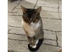 Adopt Holly a Brown Tabby Tabby / Mixed (short coat) cat in Long Beach