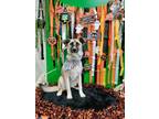 Adopt Molly a Tricolor (Tan/Brown & Black & White) German Shepherd Dog / Husky /