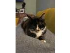 Adopt Bianca a Tortoiseshell American Shorthair / Mixed (short coat) cat in