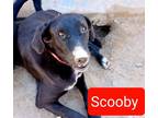 Adopt Scooby a Black - with White Labrador Retriever / Coonhound / Mixed dog in