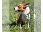 Australian Kelpie-Basenji Mix DOG FOR ADOPTION RGADN-1087369 - Chevy - Basenji /