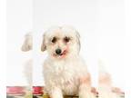 Havanese DOG FOR ADOPTION RGADN-1087623 - Dolly (bonded pair: Cosmo) - Havanese