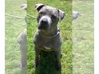American Pit Bull Terrier DOG FOR ADOPTION RGADN-1087703 - Lucy Lu - American
