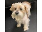 Adopt Charlie a White - with Gray or Silver Morkie / Mixed dog in Alamogordo
