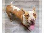 American Staffordshire Terrier Mix DOG FOR ADOPTION RGADN-1088259 - Kona -