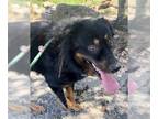 Bernese Mountain Dog-Collie Mix DOG FOR ADOPTION RGADN-1088360 - Apollo -
