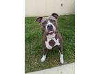 Adopt Aria a Pit Bull Terrier, Mixed Breed
